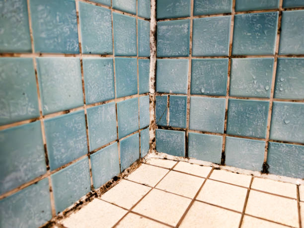 Best Mold Prevention Services  in Opa Locka, FL