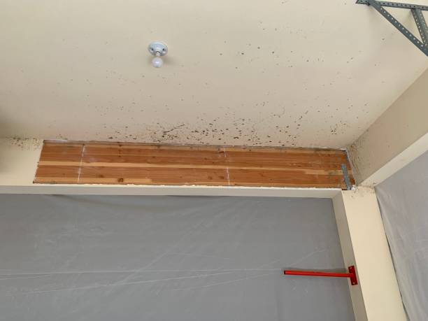 Best Biohazard Mold Removal  in Opa Locka, FL