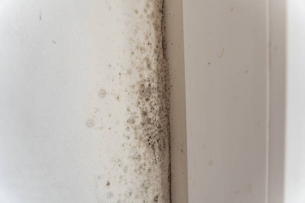 Trusted Opa Locka, FL Mold Removal Experts