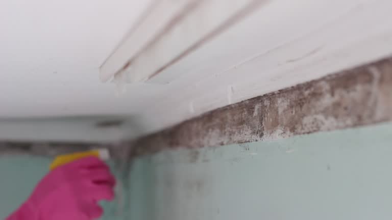 Best Basement Mold Removal  in Opa Locka, FL